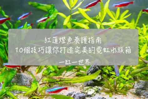 燈魚 混養|紅蓮燈魚養護指南：10個技巧讓你打造完美的霓虹水族。